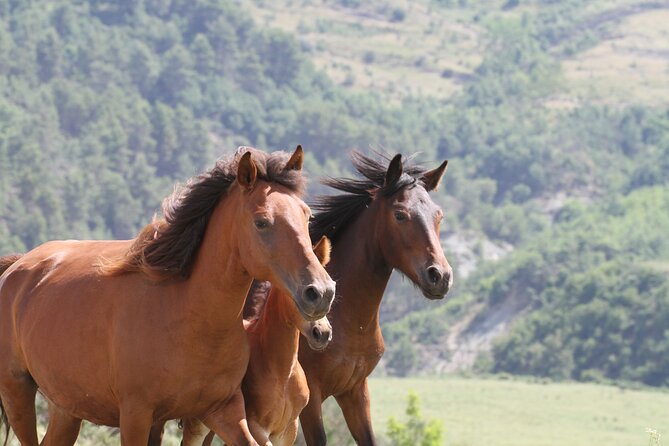 2-Hours Guided Drino's Valley Ride - Farmland, herds, and the remains of collectivization