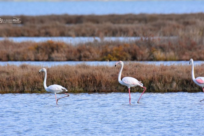 Albania Birdwatching, Kayaking, Bicycle National Park Divjaka Karavasta(ARG) - The western lagoon by kayak