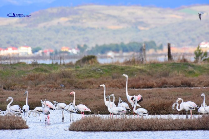 Albania Birdwatching, Kayaking, Bicycle National Park Divjaka Karavasta(ARG) - Mediterranean pine forest and a slower pace