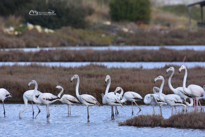 Albania Birdwatching, Kayaking, Bicycle National Park Divjaka Karavasta(ARG) - Bicycle ride or SUV safari options