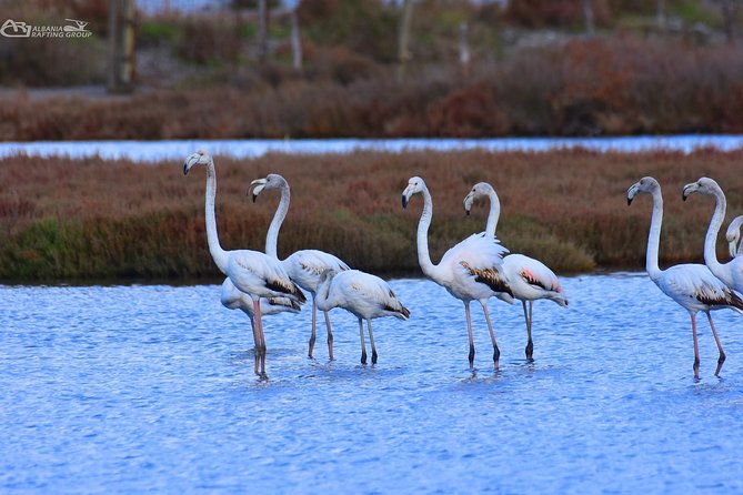 Albania Birdwatching, Kayaking, Bicycle National Park Divjaka Karavasta(ARG) - What the $62.66 price includes