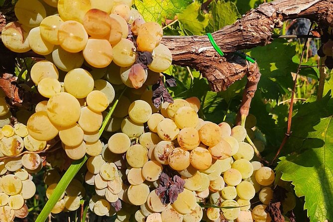 Berat 4x4 Off-Road and Vineyard Wine Tasting - Two and a half hours at Vila Hadaj Winery