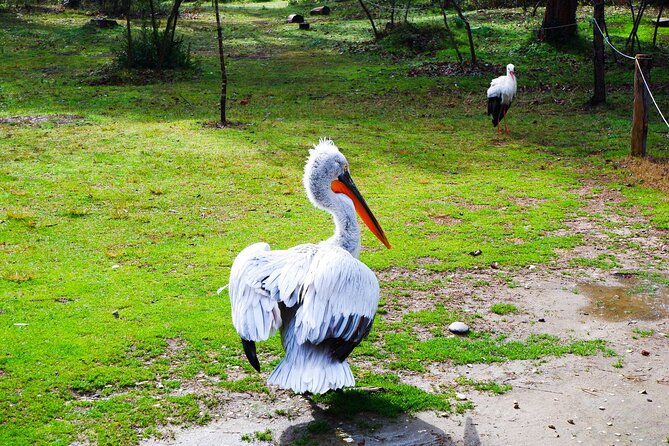 Day Tour of Berat and Karavasta Lagoon from Tirana&Durres - What $112.87 Covers