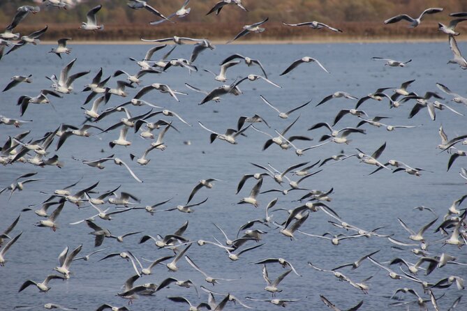 Private Birding Tour in Albania - The guides are a major part of the value