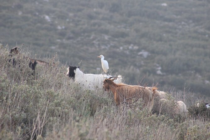 Private Birding Tour in Albania - Is $2,545 a fair price?