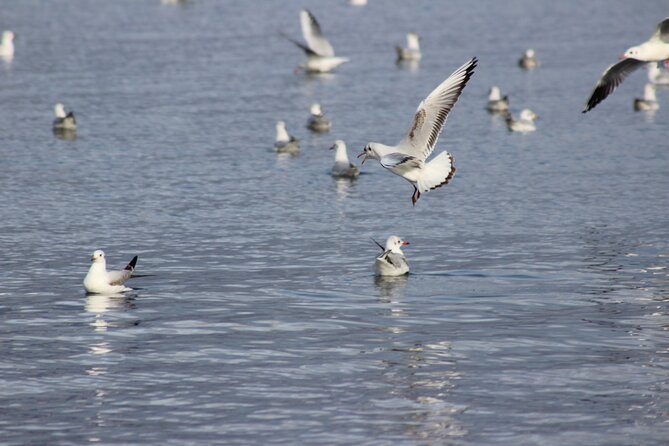 Private Birding Tour in Albania - Why Albania works well for birdwatching