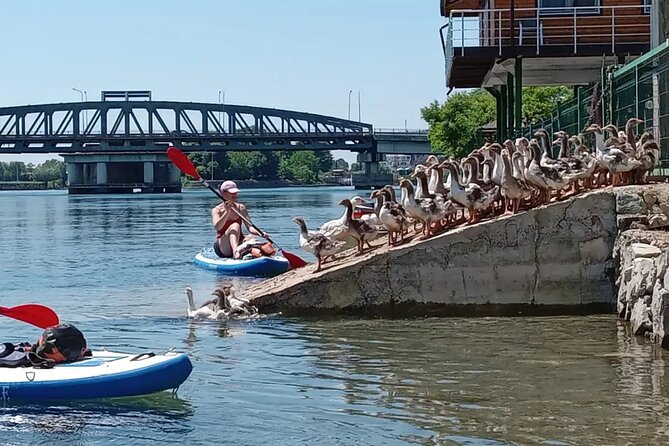 Stand Up Paddle Board or Kayak Rental in Shkodër - Following the suggested route across Lake Shkodër