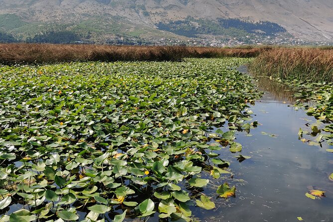 Stand Up Paddle Board or Kayak Rental in Shkodër - Why the bird reserve adds real value