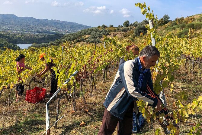 Wine Tasting & Vineyards Escape near Tirana - Leaving Tirana for the countryside