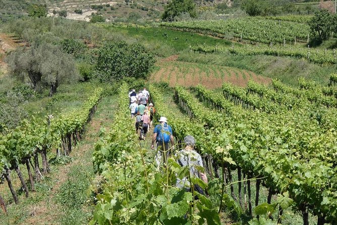 Winetasting tour in Alpeta winery - Roshnik village by 1001 Albanian Adventures - What happens at Alpeta Agrotourism and Winery