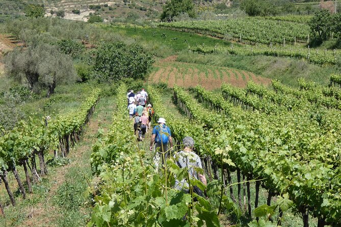 Winetasting tour in Alpeta winery - Roshnik village by 1001 Albanian Adventures - Hospitality is a major part of the experience